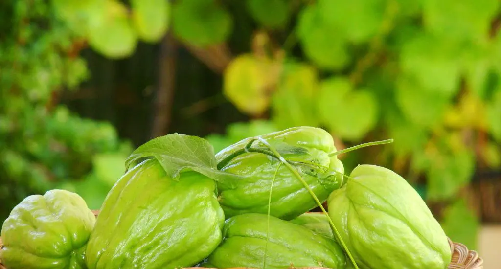 Kỹ thuật trồng cây su su nhiều quả 3 trái su su cho thu hoạch