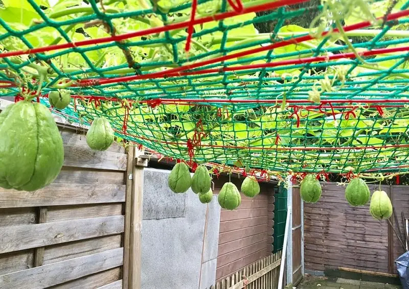 Kỹ thuật trồng cây su su nhiều quả 9 khu vườn su su giống quả to
