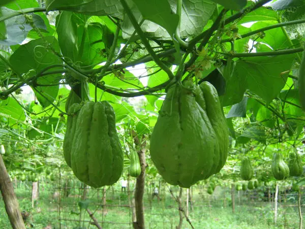 Kỹ thuật trồng cây su su nhiều quả 1 Kỹ thuật trồng cây su su nhiều quả