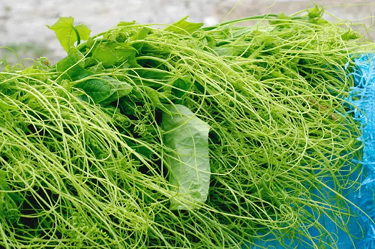 Kỹ thuật trồng cây su su nhiều quả 7 ngọn su su dùng để xào rất thơm ngon