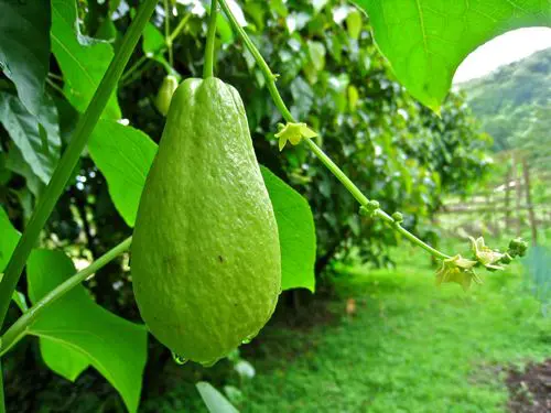 Kỹ thuật trồng cây su su nhiều quả 2 những trái su su nặng trĩu