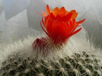 Kỹ thuật trồng và chăm sóc cây xương rồng trên chậu 1 cay xuong rong 8
