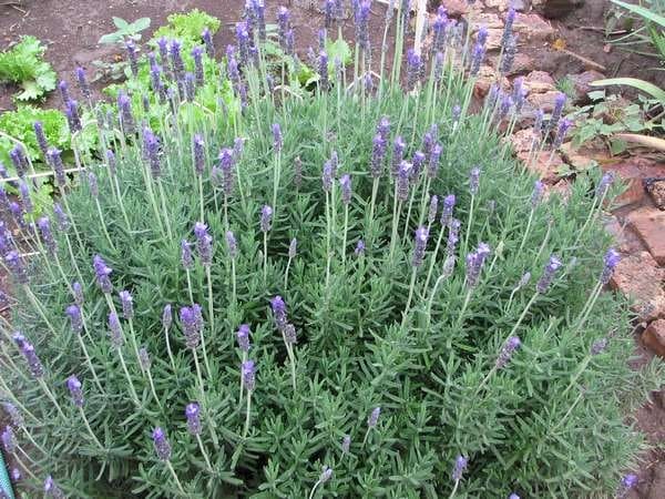 lựa chọn những cây hoa oải hương lavender tốt nhất