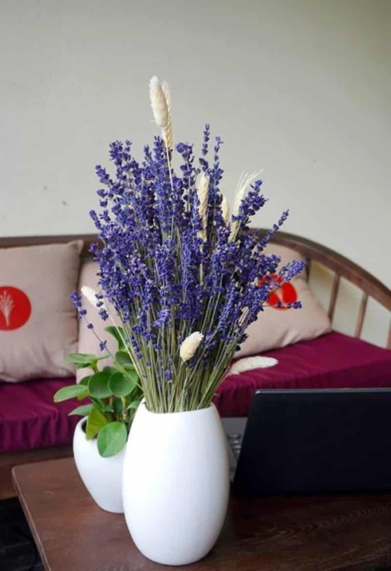 hoa oải hương lavender cắm bình để bàn