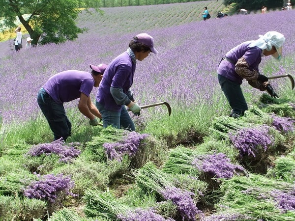 thu hoạch hoa oải hương lavender