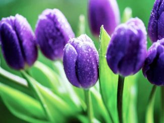 Cách trồng và chăm sóc hoa tulip đẹp 4 hoa tulip 4
