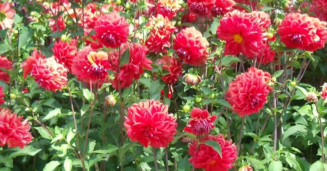 hoa thược dược khoe sắc đỏ trong khu vườn