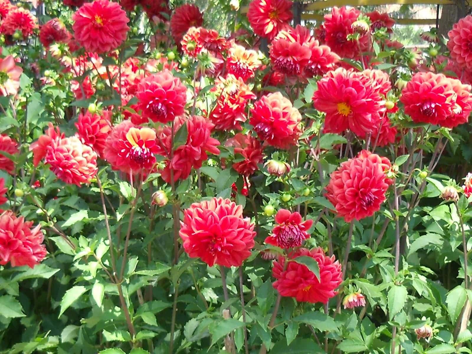 cay-hoa-thuoc-duoc (1)-min | Hạt Giống Gia Đình