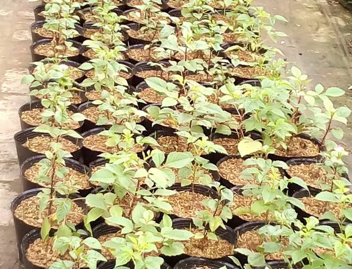 Chăm sóc hoa thược dược quanh năm- xanh tươi tốt 7 cách nhân giống hoa thược dược hàng loạt cây nhỏ