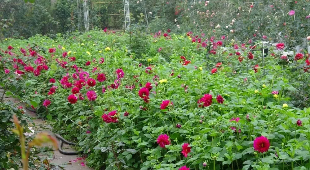 Chăm sóc hoa thược dược quanh năm- xanh tươi tốt 15 khu vườn hoa thược dược ngập tràn hoa