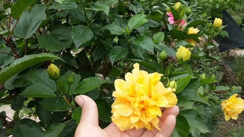 hoa dâm bụt màu vàng khoe sắc