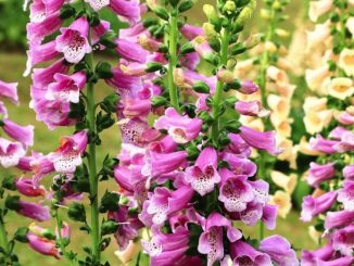kỹ thuật trồng hoa mao địa hoàng 45 hoa mao dia hoang 6