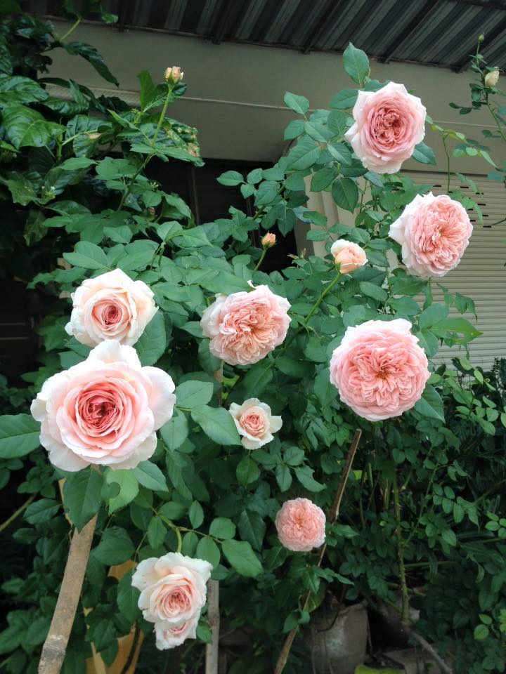 chăm sóc Hoa hồng leo Abraham Darby rose xinh đẹp