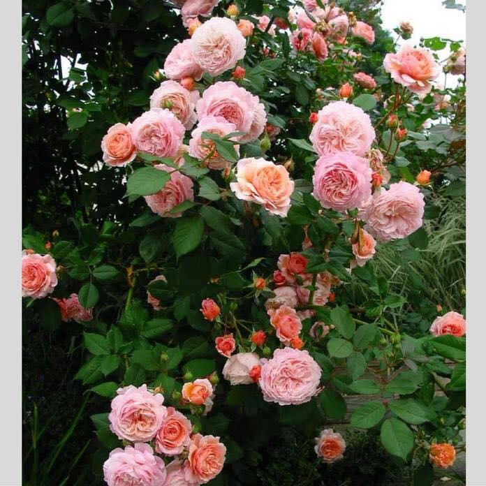 những chùm bông hoa hồng xinh đẹp