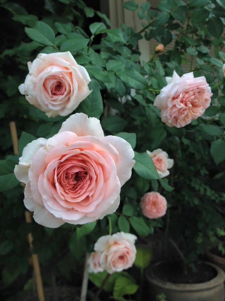 Hoa hồng leo Abraham Darby rose