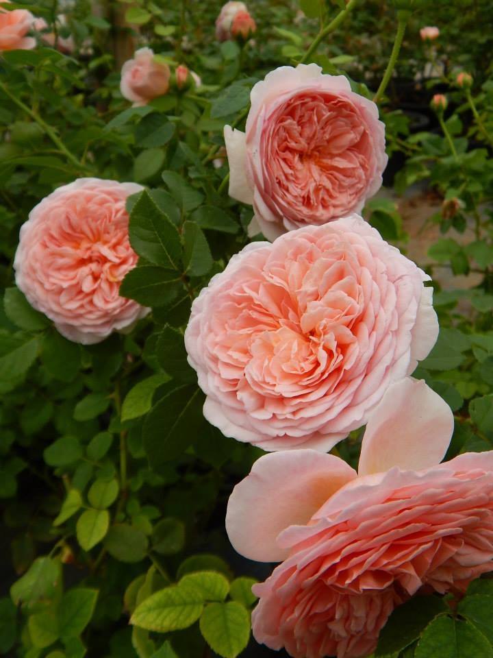 bông hoa chăm sóc Hoa hồng leo Abraham Darby rose xinh đẹp