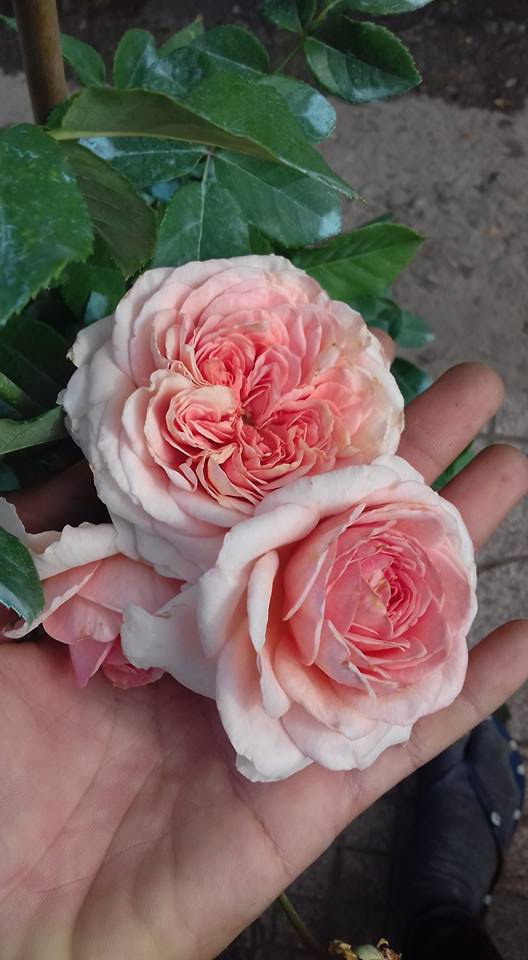 buổi sáng với những bông hoa hồng đẹp nở rất đẹp