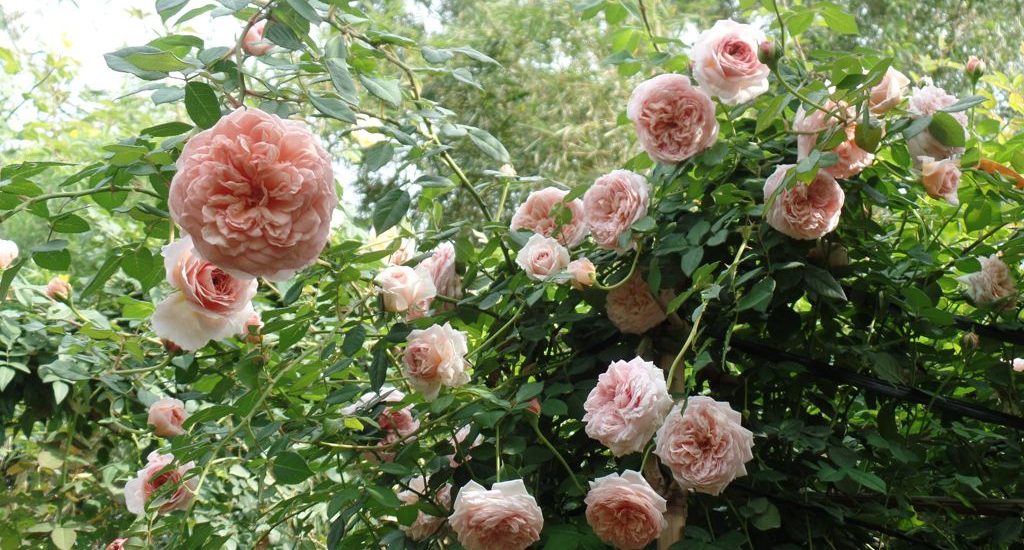 những cây Hoa hồng leo Abraham Darby rose