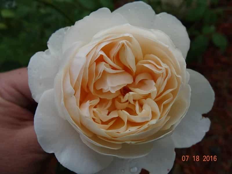 Chăm sóc Hoa hồng leo Crocus rose xinh đẹp 9