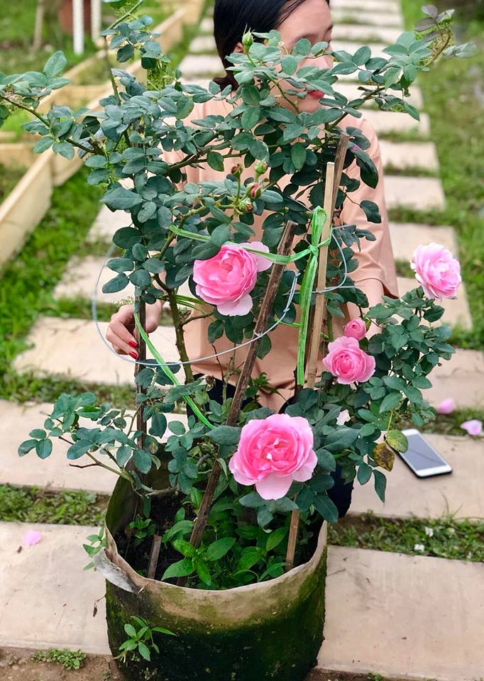 Hoa hồng Eckart Witzigmann những nụ hoa đẹp