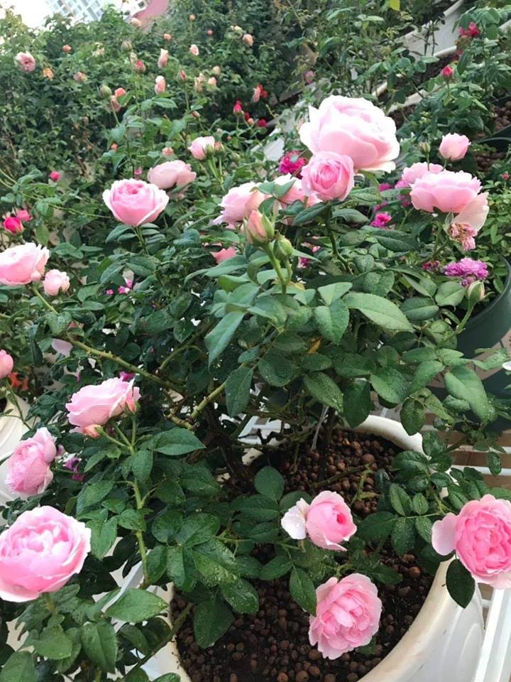 những cây hoa hồng Eckart Witzigmann phát triển cho ra hoa đẹp