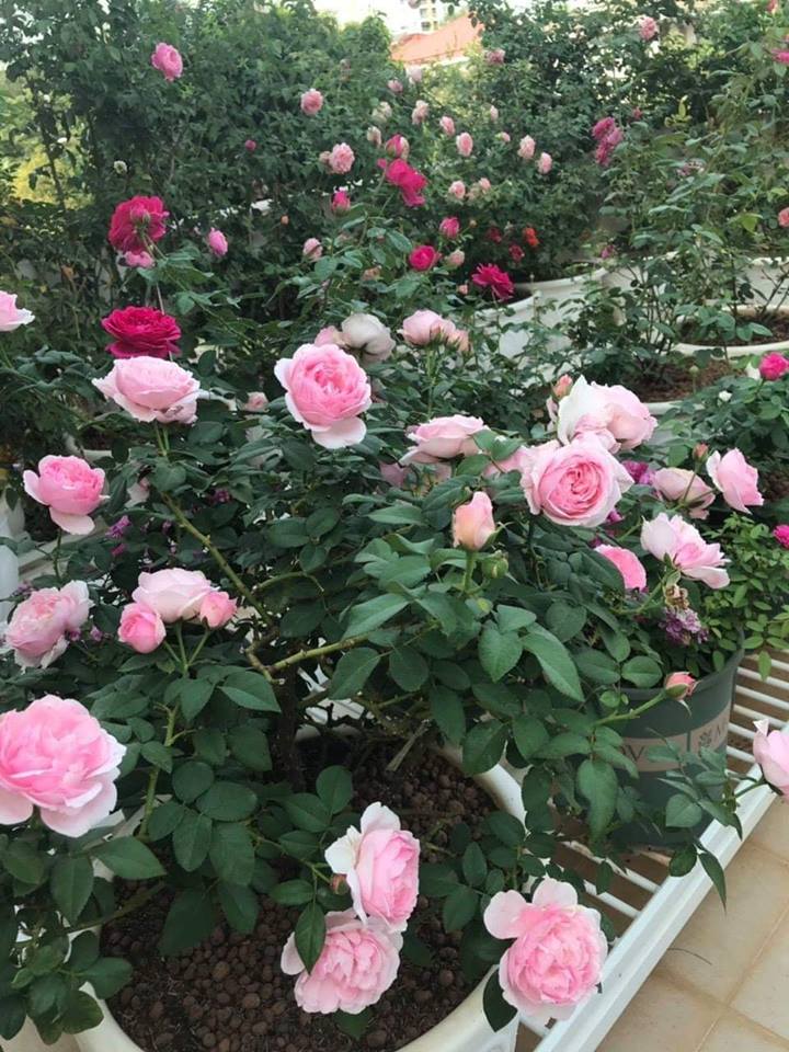 khu vườn đầy ắp những bông hoa Hoa hồng Eckart Witzigmann những nụ hoa đẹp