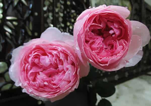vẻ đẹp của loài hoa hồng Eckart Witzigmann khi ngắm nhin
