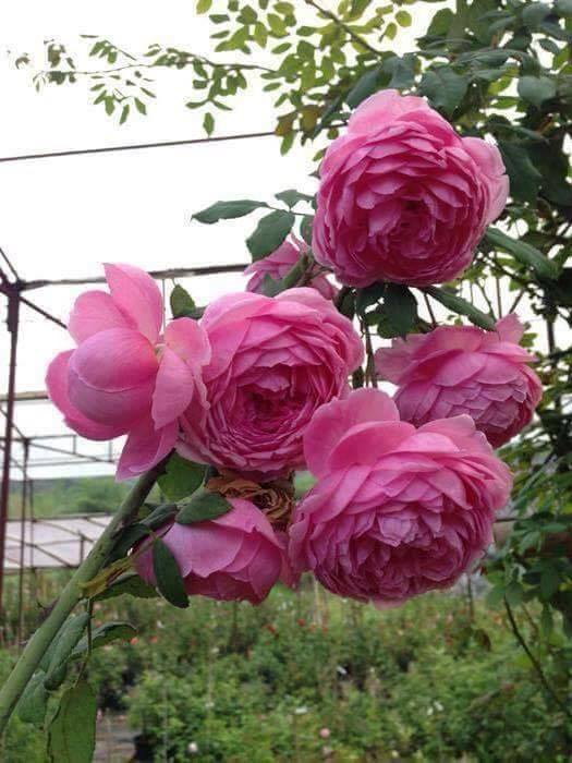 khoe sắc đẹp Hoa hồng leo Huntington Rose