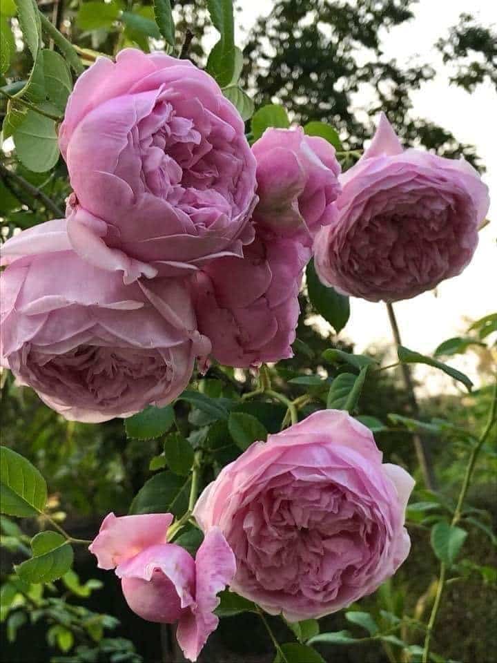 hoa hồng  leo Spirit of freedom Rose mang đến vẻ đẹp mới và hoàn toàn ấn tượng