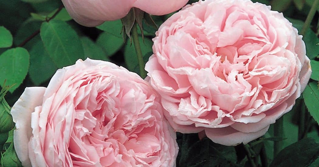 hoa hồng  leo Spirit of freedom Rose mang đến vẻ đẹp mới và hoàn toàn ấn tượng khi hoa nở rất đẹp