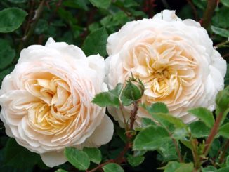 hoa hong Crocus rose 2a