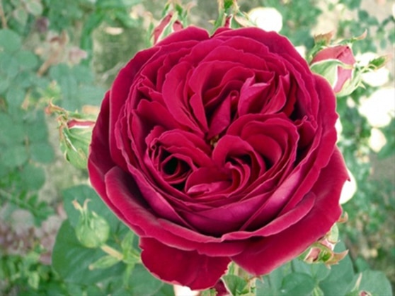 Hoa hồng leo Gospel  màu sắc tuyệt vời