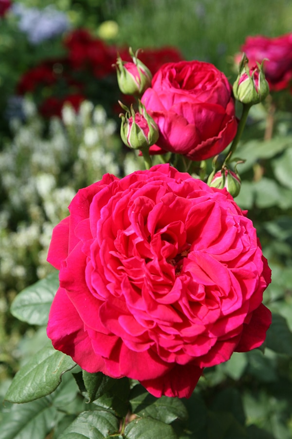 Cách Chăm sóc Hoa hồng leo Gospel xinh đẹp