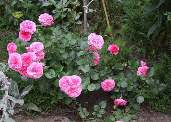 Cách Chăm sóc Hoa hồng leo Baronesse rose đơn giản