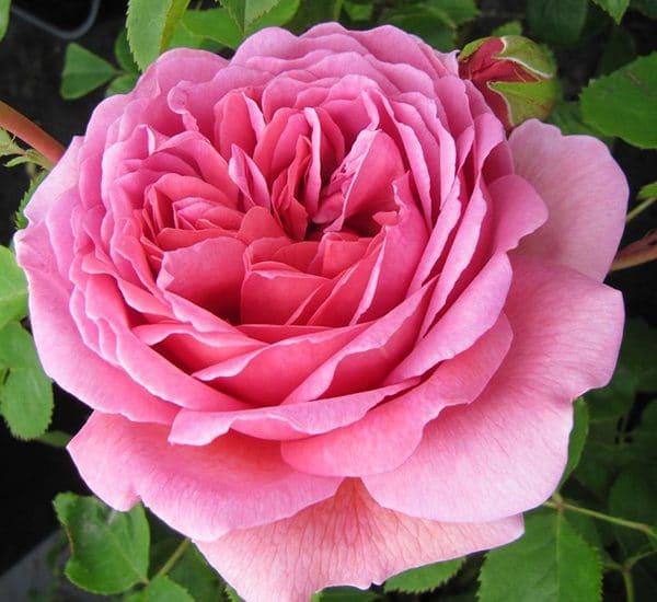 Hoa hồng Alexandra of Kent Rose bông nở toa và nhiều cánh