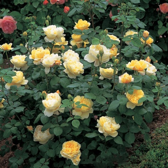 vẻ đẹp của những Hoa hồng Charles Darwin Rose đẹp nhất