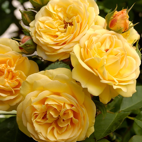 chăm sóc Hoa hồng Charles Darwin Rose 