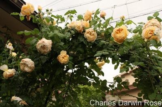 Hoa hồng Charles Darwin Rose đẹp nhất