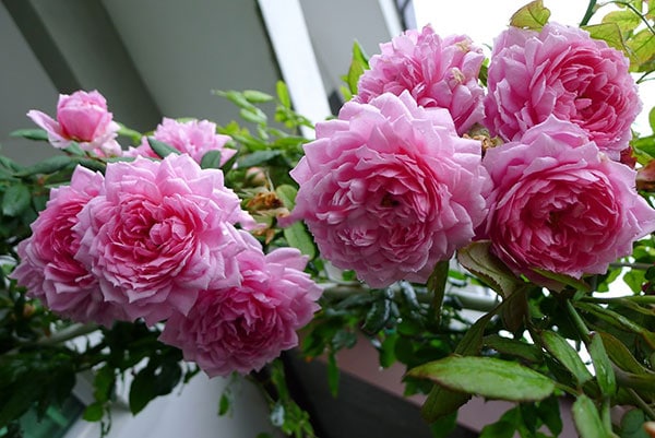 Hoa hồng leo Huntington Rose mang đến môt vẻ đẹp mới lạ