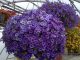 hoa trieu chuong 7