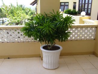 Ý nghĩa và cách trồng cây trúc bách hợp 6 cay truc bach hop 6