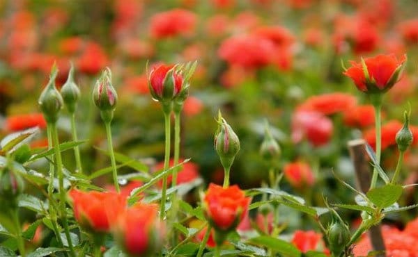 Nhiệt độ, ánh sáng và độ ẩm khi trồng hoa hồng tỉ muội