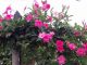 hoa hong anh 3 1