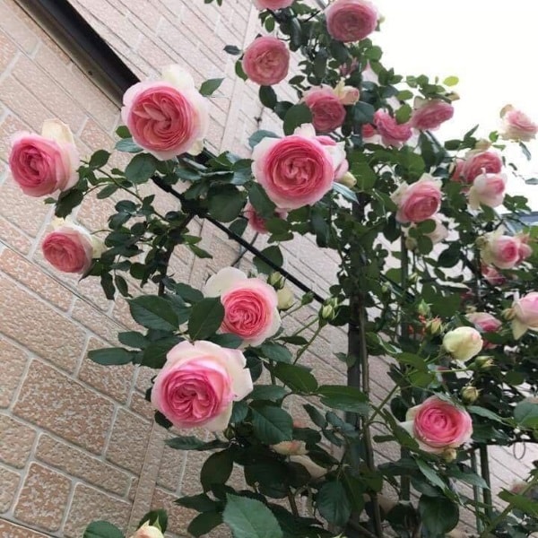 cây hoa hồng leo pháp với vẻ đẹp mới