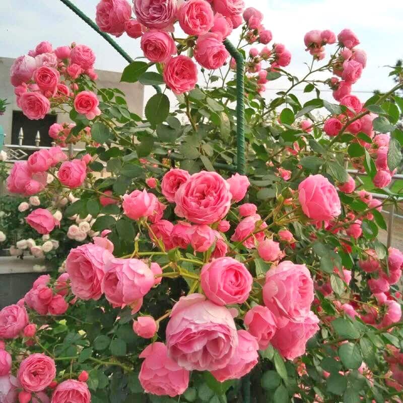 cây hoa hồng leo pháp trên ban công