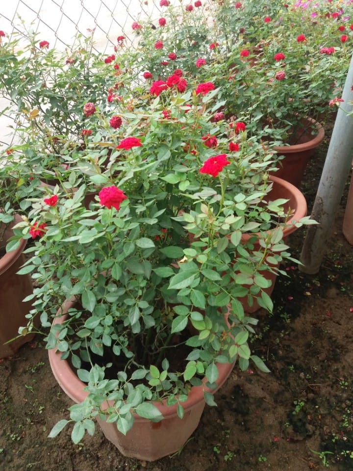Hướng dẫn cách trồng cây hoa hồng tỉ muội tại nhà đẹp