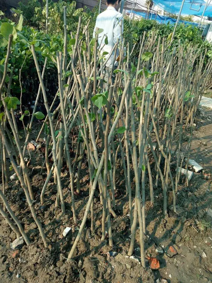 Cây hoa mộc lan - thơm nồng nàn - cây cảnh khuôn viên đẹp 21 cây mộc lan nhỏ