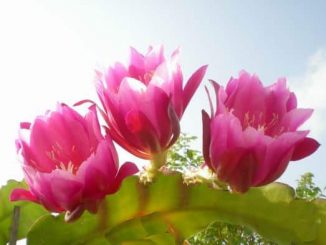 hoa nhat quynh 1 1