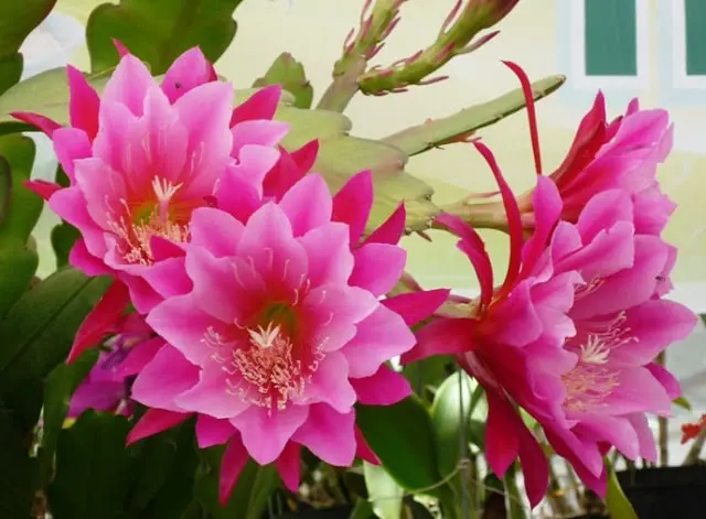 Kinh nghiệm trồng hoa nhật quỳnh 3 khi cây hoa nhật quỳnh ra hoa