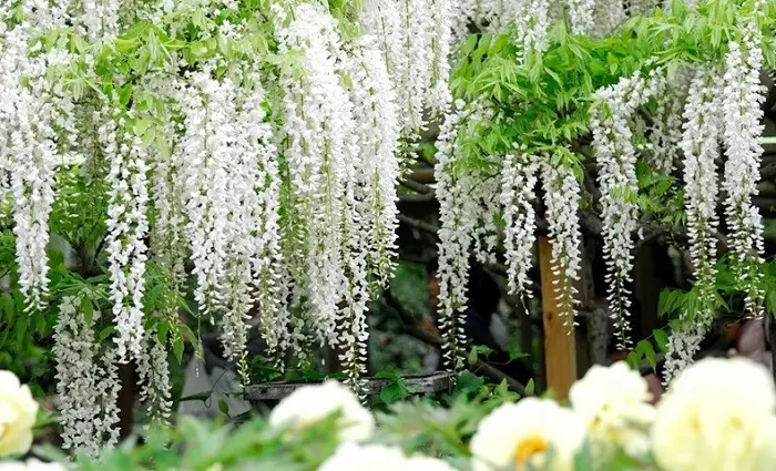 Kinh nghiệm trồng và chăm sóc hoa tử đằng 3 hoa tử đằng